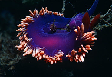 Nudibranch.   (rr)