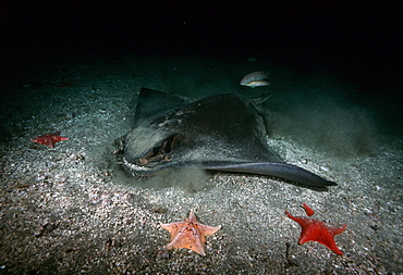 Bat ray & bat stars on sandy bottom (Holorhinus californicus & Patiria miniata). USA, Channel Islands, CA.   (rr)