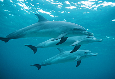 Bottlenose dolphin trip (Tursiops truncates). Caribbean