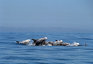 RissoÃƒs dolphins (Grampus griseus). USA, Channel Islands, CA.   (rr)