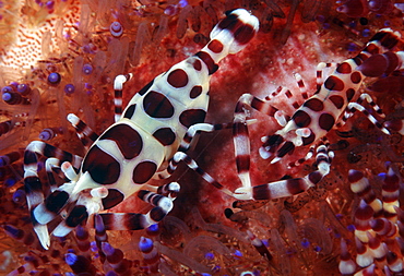 Coleman shrimp (female on L) pair (Periclimenes colemani). Indo Pacific