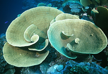 Hard corals. Indo Pacific