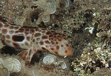 FreycinetÃƒs epaulette shark (Hemiscyllium freycineti). Indo Pacific/ Papua New Guinea