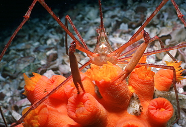 Spider crab.   (rr)