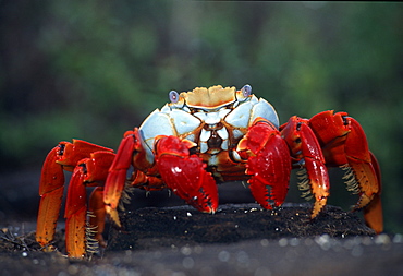 Sally lightfoot crab (Grapsus grapsus). Galapagos Islands