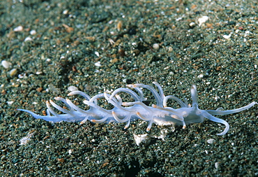 Nudibranch (Flabelinna sp.). Indo Pacific