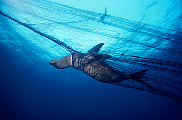 Sealion drowned in net   (rr)