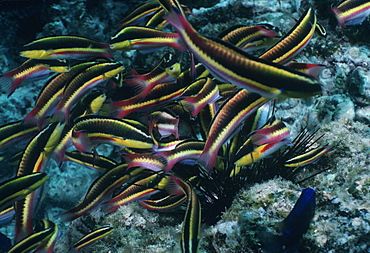 Rainbow wrasses (Thalassoma lucasanum).