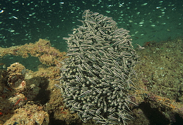 Striped catfish (Plotusus lineatus). Indo Pacific