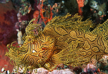 Lacey Scorpionfish  (Rhinopius aphanes). Indo Pacific