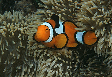 Clown anemonefish (Amphiprion percula). Indo Pacific