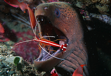 Moray eel with cleaner shrimp (Gymnothorax sp).