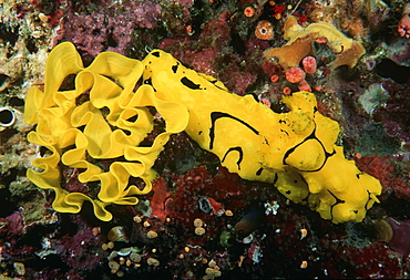 Nudibranch with eggs (Notodoris minor). Indo Pacific