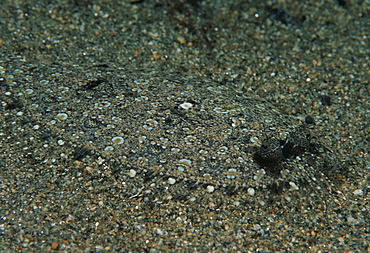 Peacock flounder.