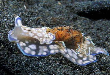 Bubble shell (Micromelo undata). Indo Pacific