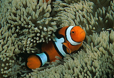 Clown anemonefish (Amphiprion percula).