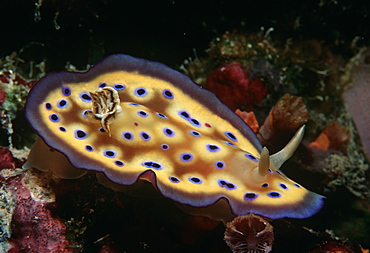 Nudibranch (Chromodoris kuniei).