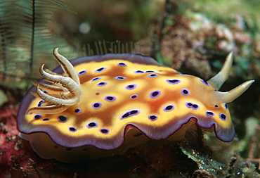 Nudibranch (Chromodorius kuniei).