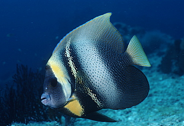 Gray angelfish (Pomocanthus arcuatus). Caribbean