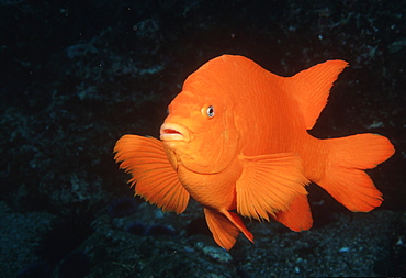 Garibaldi (Hypsipops rubicunda). USA, Channel Islands, CA