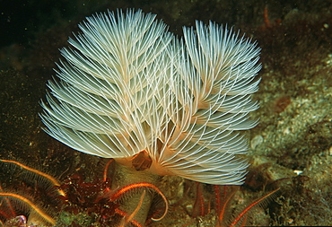 Tube worms (rare).USA, Channel Islands, CA