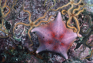 Bat star with brittle stars (Patiris miniata  ). USA, Channel Islands, CA