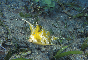 Boxfish (Lactoria sp). Indo Pacific