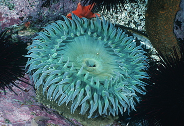 Green anemone (Anthopleura xanthgrammica). USA, Channel Islands, CA