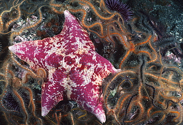 Bat star among brittle stars.USA, Channel Islands, CA