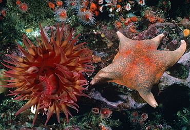 Anemone and bat star.USA, Channel Islands, CA