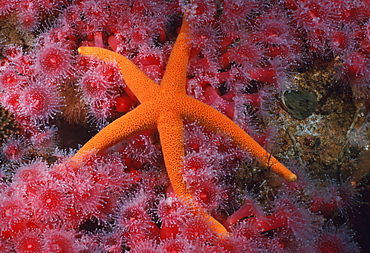 Blood star & Corynactus anemones (Henricia leviuscula). USA, Channel Islands, CA