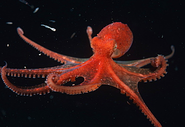 Octopus (Octopus). USA, Channel Islands, CA