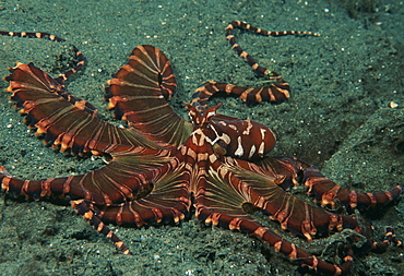 Mimic octopus (Octopus sp.). Indo Pacific