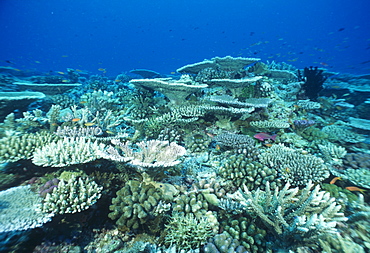 Hard (plate) coral reef.Indo Pacific