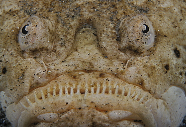 Stargazer. Close-up of face (Uranoscopus bicintus). Indo Pacific