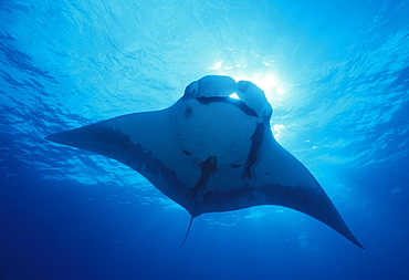 Giant manta ray, overhead (Manta birostris). Mexico, Revillagigedo Is.