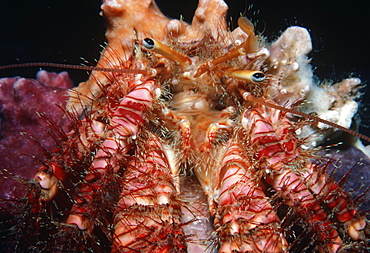 Hermit crab (Dardanus megistos). Indo Pacific