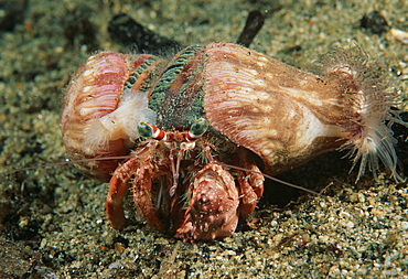 Decorator crab (Cyclocoeloma tuberculata). Indo Pacific