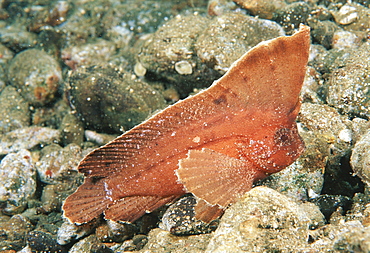 Cockatoo waspfish (Ablabys taenianotus). Indo Pacific