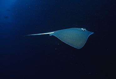 Southern stingray. USA, Channel Islands, CA