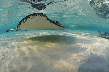 Sting Ray at Sting Ray City. Caymans.