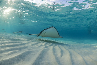 Sting Ray at Sting Ray City. Caymans.