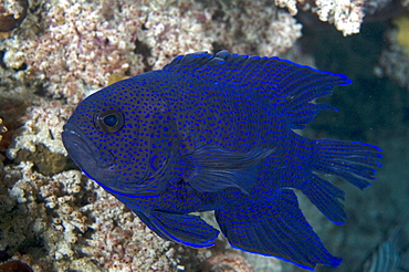 Southern blue devil (paraplesiops meleagris), wild, day, solitary, bottom dwelling specie, marine protected area, diving off Rottnest Island, Western Australia, Indian Ocean.