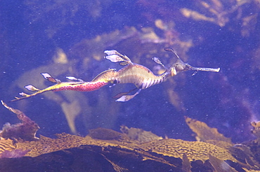 common seadragon (phyllopteryx taeniolatus) voracious hunters, camouflage looking like a piece of floating weed, unique to Australia, wild, dusk, shore diving, sand, marine park, metropolitan, Perth city, Indian Ocean, cool temperate waters of Western Australia. MORE INFO: amongst kelp, female seadragon deposits up to 150 eggs into the spongy, soft tissue under the tail of the male seadragon. Once fertilised, eggs incubate about 8 weeks. On hatching, miniature seadragons are independent and will start eating almost immediately. 