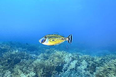 Horseshoe leatherjacket (meuschenia hippocrepis), wild, day, marine protected area, diving off Rottnest Island, Western Australia, Indian Ocean.