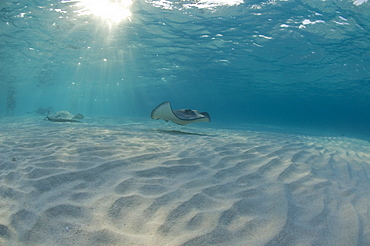 Sting Ray at Sting Ray City. Caymans.