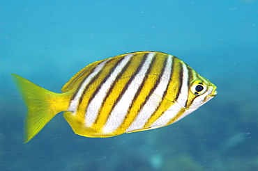 footballer sweep (neatypus obliquus) diagonal yellow bands are edged in black and stand out against the silvery-blue body, wild, day, marine protected area, reef, in small schools diving off Rottnest Island, Western Australia, Indian Ocean. MORE INFO: other name stripey, eating green algae as they sweep over the reef.