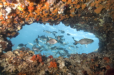 Western buffalo bream (kyphosus cornelii) silvery brown colour, feeding on seaweed, schools, wild, day, silvery brown colour, marine protected area, diving off Rottnest Island, Western Australia, Indian Ocean. MORE INFO: other name buff bream, lacks the dark edging on the tail fin and dark line under the eye. Restricted to WA as name suggests.