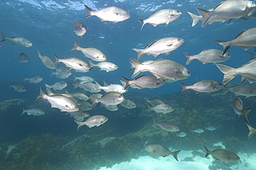 Western buffalo bream (kyphosus cornelii) silvery brown colour, feeding on seaweed, schools, wild, day, silvery brown colour, marine protected area, diving off Rottnest Island, Western Australia, Indian Ocean. MORE INFO: other name buff bream, lacks the dark edging on the tail fin and dark line under the eye. Restricted to WA as name suggests.