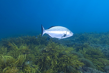 Silver drummer (kyphosus sydneyanus) silvery grey colour, feeding on brown seaweed, wild, day, schools, marine protected area, diving off Rottnest Island, Western Australia, Indian Ocean. MORE INFO: other name common buffalo bream, dark tail and a distinctive dark line that looks a little like a moustache below the eye, occur in large schools. Distribution more widespread throughout Australia.